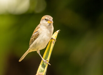 Lago sparrow, Cape Verde