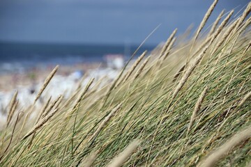 Nordseedünen über blauem Küstenhintergrund