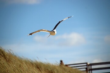 dunes, Beach, sea gull at the north sea