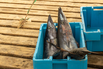 fresh fish on a pier fish market