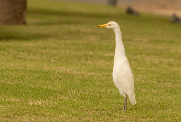 Western cattle egret on grass, Cape Verde