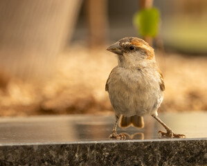 Lago sparrow, Cape Verde