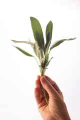 A bunch of fresh sage in a woman's hand on white background. Alternative medicine. Endobiogenics, new look at medicine