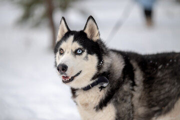 Walking with your pet husky in the park in winter. Friendship with a dog. Breeding and keeping a husky dog.