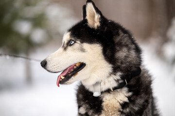 Walking with your pet husky in the park in winter. Friendship with a dog. Breeding and keeping a husky dog.