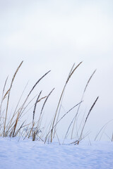 Fototapeta na wymiar Winter landscape with dry coastal grass in white snow on a daytime