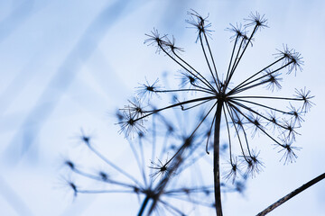 Dry ground elder flowers, close up photo with selective focus