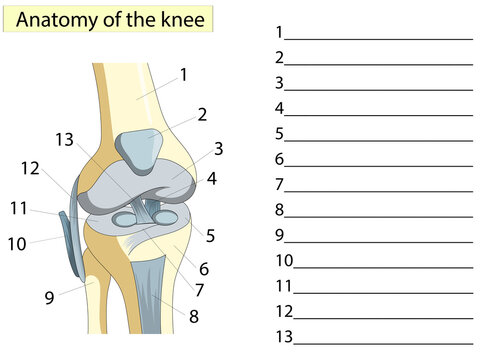 Anatomy. Knee Joint Cross Section Showing the major parts. Write down the anatomical names.