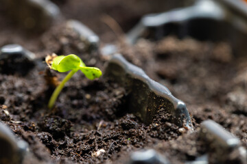 Small seedling sprout grows in plastic pot, close up