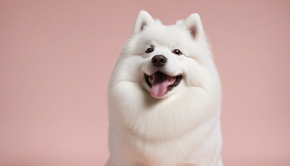 Dog Samoyed breed smile happiness on Peach Fuzz color theme - obrazy, fototapety, plakaty