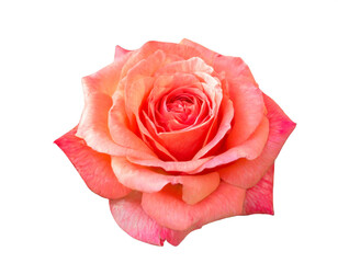 Fototapeta premium Rose isoliert auf weißen Hintergrund, Freisteller