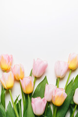 Light pink and yellow blooming tulips flowers row over white background. Spring holiday banner, frame, border, happy easter card, mothers day, international womans day. Flat lay, top view, copy space