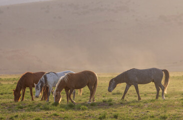 Obraz premium Herd of Wild Horses in Springtime in the Utah Desert