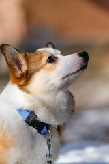 Small Pembroke Welsh Corgi puppy walks in the snow on a sunny winter day. Looking away, side view. Happy little dog. Concept of care, animal life, health, show, dog breed
