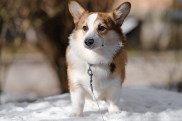Small Pembroke Welsh Corgi puppy walks in the snow on a sunny winter day. Happy little dog. Concept of care, animal life, health, show, dog breed