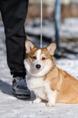 Small Pembroke Welsh Corgi puppy walks in the snow on a sunny winter day. Sits at the owner's feet, looking at the camera. Happy little dog. Concept of care, animal life, health, show, dog breed