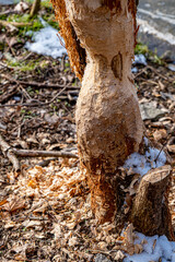 trees by the river, gnawed by beavers