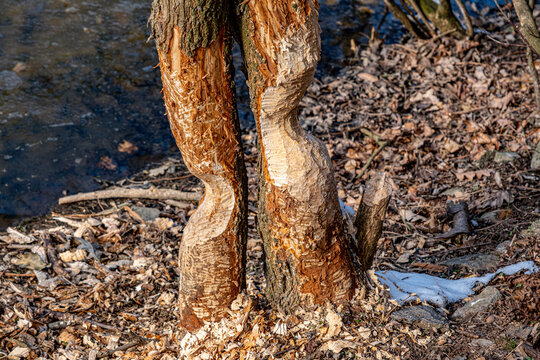 trees by the river, gnawed by beavers