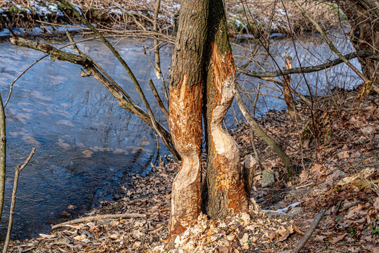 trees by the river, gnawed by beavers