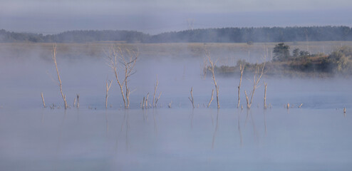 Dry trees reflected in tranquil hazy lake
