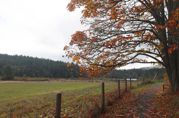 Autumn farm field and colorful maple tree