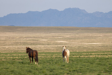 Obraz premium Herd of Wild Horses in Springtime in the Utah Desert