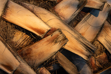 Detalle de un tronco de palmera, textura - obrazy, fototapety, plakaty