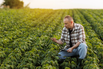 Smart farming. Farmer with digital tablet controls growth and development of soybeans plant in...