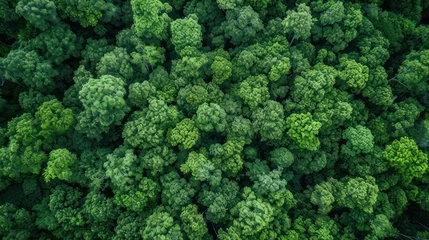 Foto op Plexiglas Rainforest ecosystem and healthy environment concept © Chingiz
