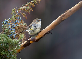 yellow rumped warbler on cedar branch