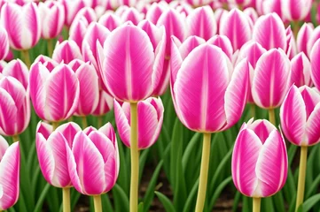  Pink tulips in the garden. Spring flowers. Tulips background. © Евгений Порохин