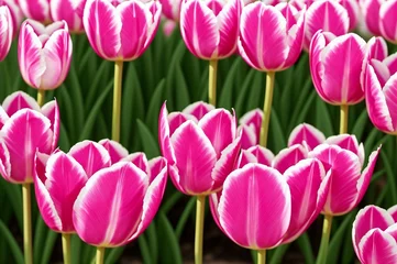 Fototapete Rund Pink tulips in the garden. Spring flowers. Tulips background. © Евгений Порохин