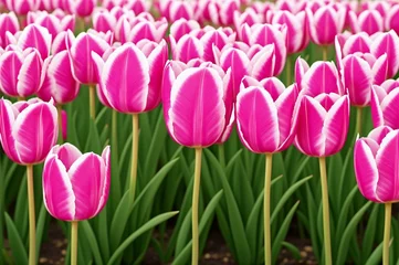Keuken spatwand met foto Pink tulips in the garden. Spring flowers. Tulips background. © Евгений Порохин