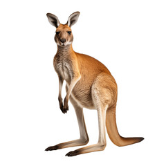 Naklejka na ściany i meble kangaroo isolated on transparent and white background. Generative ai