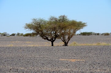 Paisaje desértico entre Jordania e Israel en el valle del río Jordán, Oriente Medio.