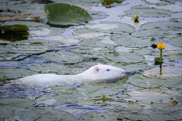 A white nutria swims in the water with lotus leaves and yellow nymphaea on a summer evening. 