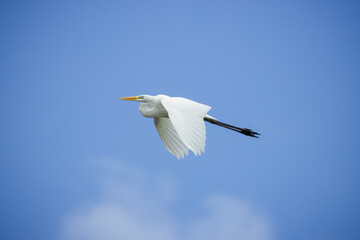 A Great egret in flight. The large egret flies in the blue sky on a sunny summer day. The great egret is a large heron with all-white plumage, orange beak, and black legs.