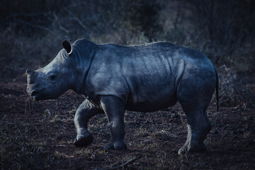 Baby rhino in the savanna