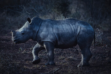 Obraz premium Baby rhino in the savanna