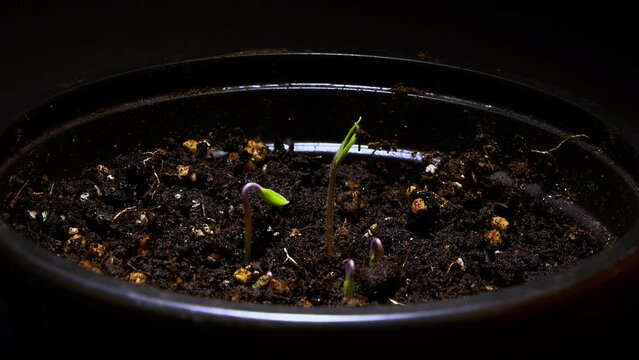 Small Plant Growing, tomato, timelapse