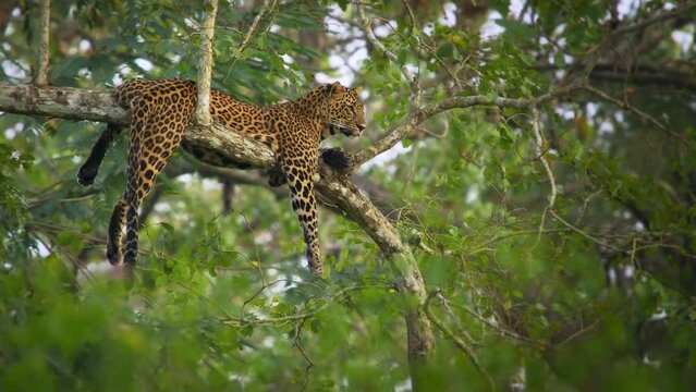 Leopard - Panthera pardus, big spotted yellow cat in India, genus Panthera cat family Felidae, portrait on the tree canopy in Nagarhole tiger reserve, lying and resting with the kill on the branch.