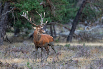 Red deer (Cervus elaphus) stag showing dominant behaviour in the rutting season on a heath field in the forest of National Park Hoge Veluwe in the Netherlands