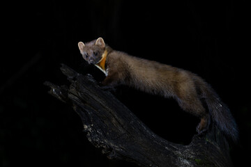 European pine marten (Martes martes), also known as the pine marten or the european marten, searching for food in the forest at night in Drenthe in the Netherlands - obrazy, fototapety, plakaty