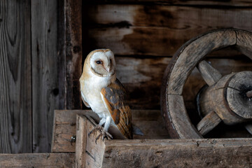 Barn owl (Tyto alba) sitting in an old barn in Gelderland in the Netherlands.        