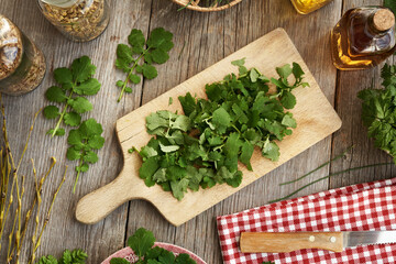 Chopping fresh tetterwort or greater celandine plant to prepare herbal tincture
