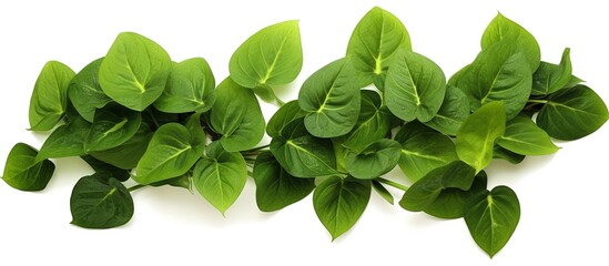 Medicinal herb commonly known as asiatic pennywort or gotu kola - obrazy, fototapety, plakaty
