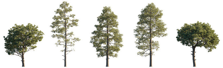Pinus Pinaster Aiton (maritime, cluster)pine bush shrub and tree isolated png on a transparent background perfectly cutout medium-size Pinaceae mountain pine fir
 - obrazy, fototapety, plakaty