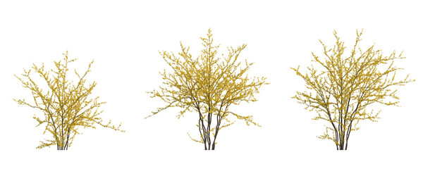 Forsythia suspensa (Lian Qiao Weeping Forsythia) deciduous yellow shrub plant isolated png on a transparent background perfectly cutout high resolution  - obrazy, fototapety, plakaty