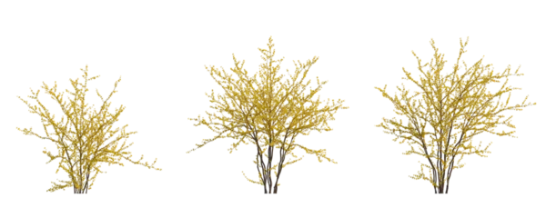 Foto op Aluminium Forsythia suspensa (Lian Qiao Weeping Forsythia) deciduous yellow shrub plant isolated png on a transparent background perfectly cutout high resolution  © Roman