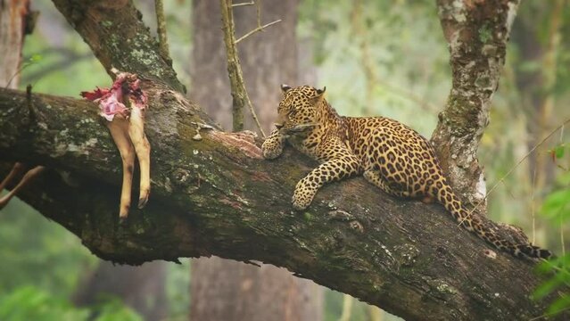 Leopard - Panthera pardus, big spotted yellow cat in India, genus Panthera cat family Felidae, portrait on the tree canopy in Nagarhole tiger reserve, lying and resting with the kill on the branch.